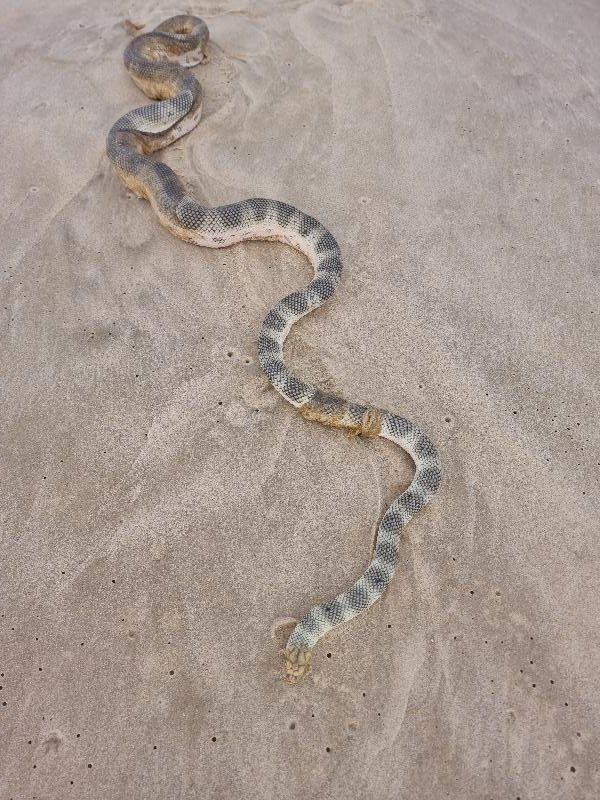 Olive-Headed_Sea_Snake__Disteira_major__017.jpg