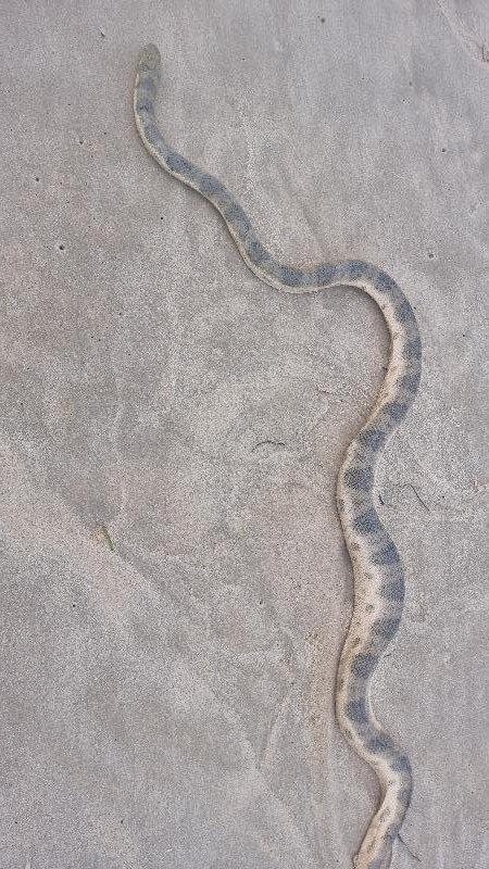 Olive-Headed_Sea_Snake__Disteira_major__021.jpg
