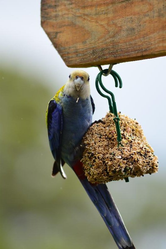 Pale-headed_Rosella__Platycercus_adscitus__003.jpg