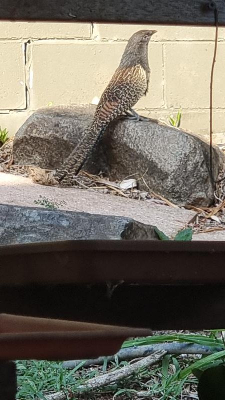 Pheasant_Coucal__Centropus_phasianinus__003.jpg