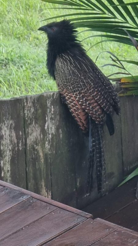 Pheasant_Coucal__Centropus_phasianinus__004.jpg