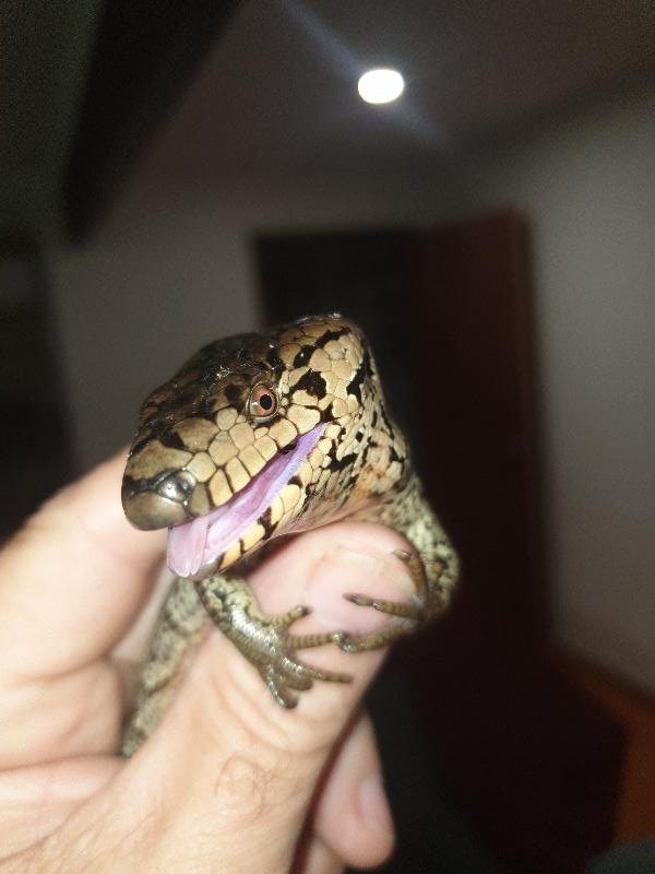 Pink-Tongued_Skink__Cyclodomorphus_gerrardii__017.jpg