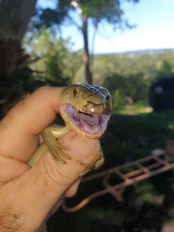 Pink-Tongued_Skink__Cyclodomorphus_gerrardii__020.jpg