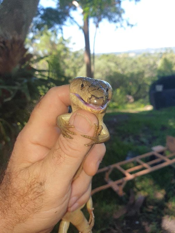 Pink-Tongued_Skink__Cyclodomorphus_gerrardii__022.jpg