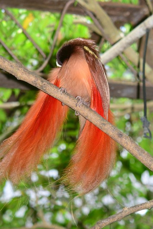 Raggiana_bird-of-paradise__Paradisaea_raggiana__004.jpg