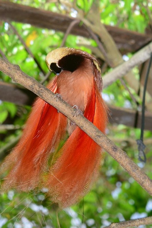 Raggiana_bird-of-paradise__Paradisaea_raggiana__007.jpg