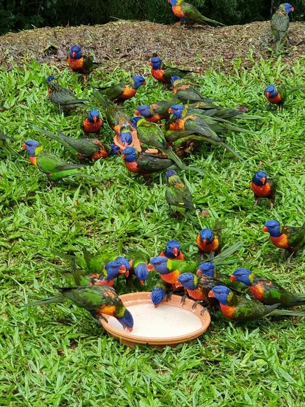 Rainbow_Lorikeet__Trichoglossus_haematodus__010.jpg