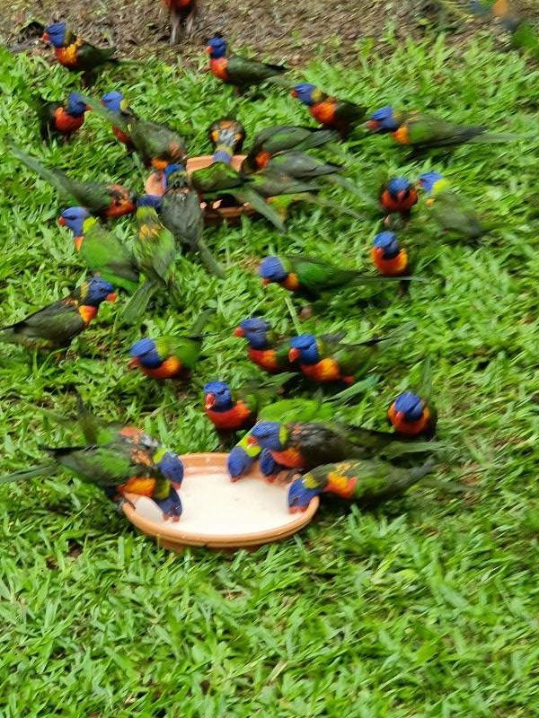 Rainbow_Lorikeet__Trichoglossus_haematodus__011.jpg