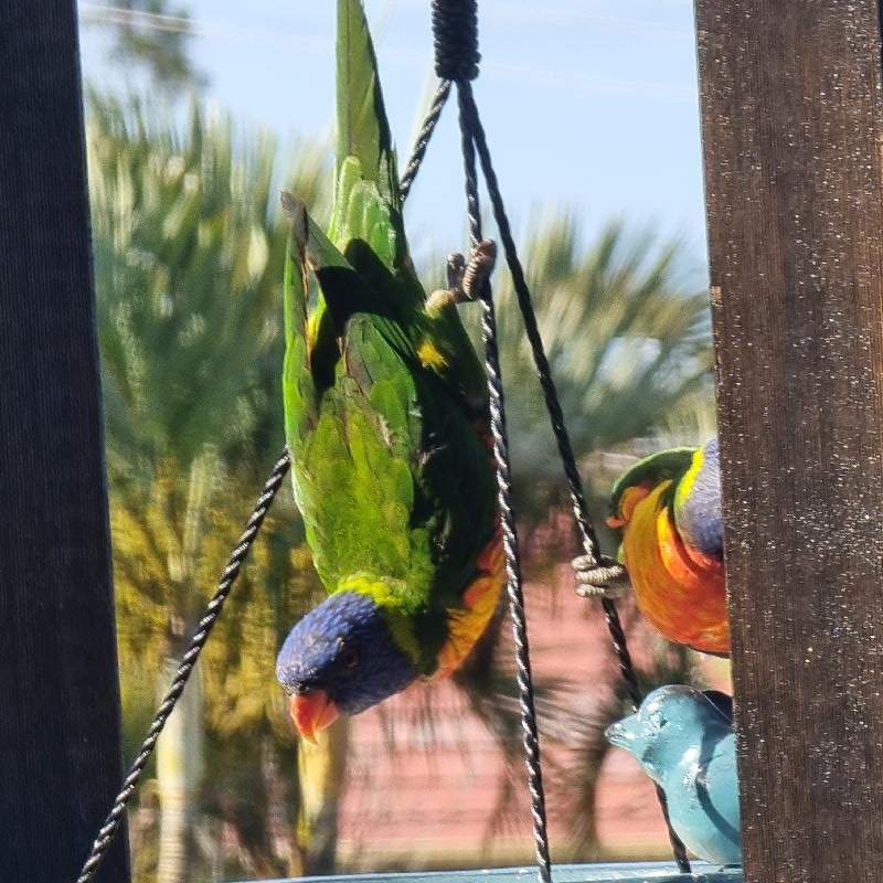 Rainbow_Lorikeet__Trichoglossus_haematodus__012.jpg