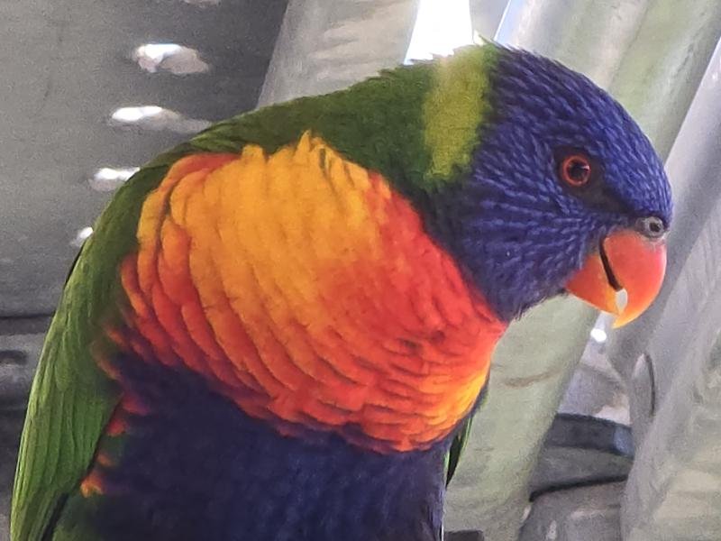 Rainbow_Lorikeet__Trichoglossus_haematodus__013.jpg