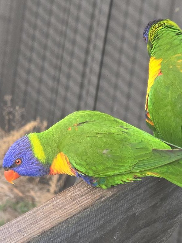 Rainbow_Lorikeet__Trichoglossus_haematodus__014.jpg