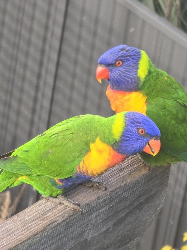 Rainbow_Lorikeet__Trichoglossus_haematodus__015.jpg