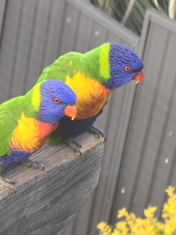 Rainbow_Lorikeet__Trichoglossus_haematodus__016.jpg