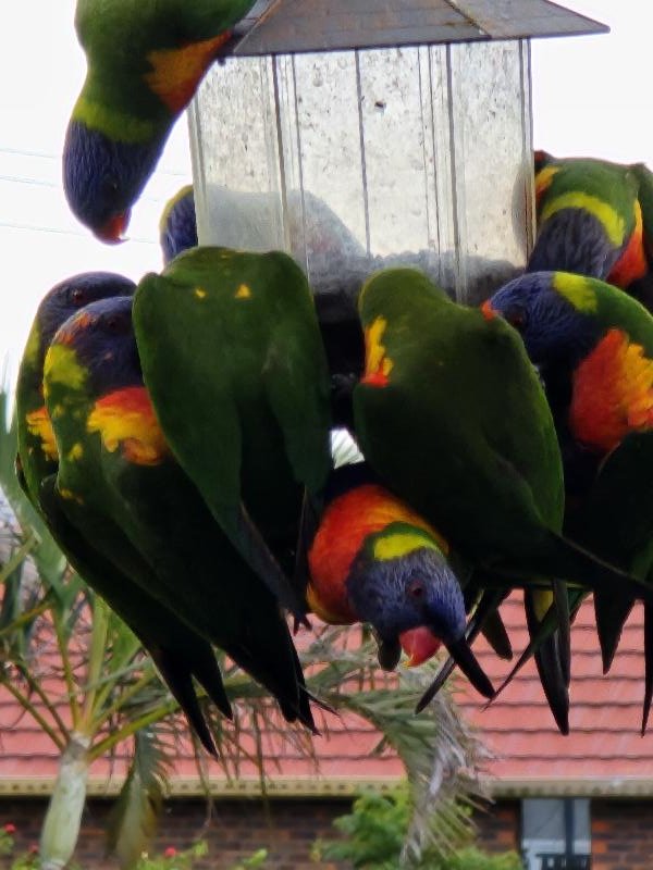 Rainbow_Lorikeet__Trichoglossus_haematodus__017.jpg