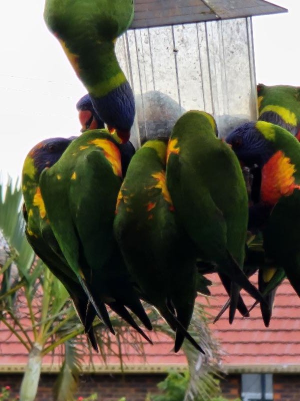 Rainbow_Lorikeet__Trichoglossus_haematodus__018.jpg