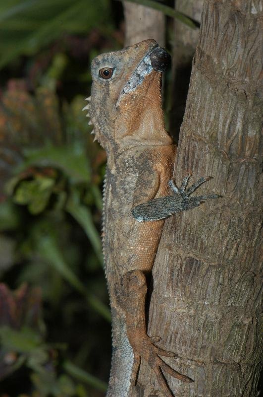Rainforest_Dragon__Hypsilurus_spinipes__002.jpg
