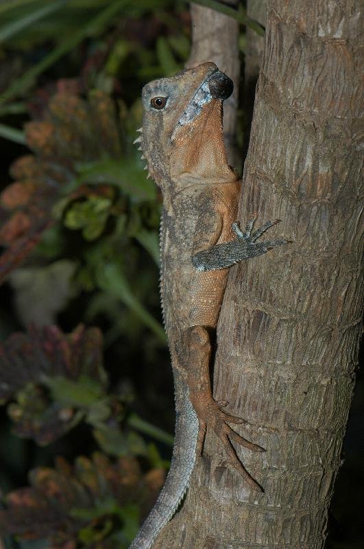 Rainforest_Dragon__Hypsilurus_spinipes__003.jpg