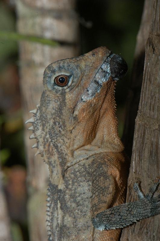 Rainforest_Dragon__Hypsilurus_spinipes__004.jpg