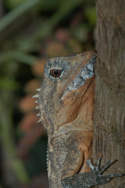 Rainforest_Dragon__Hypsilurus_spinipes__005.jpg