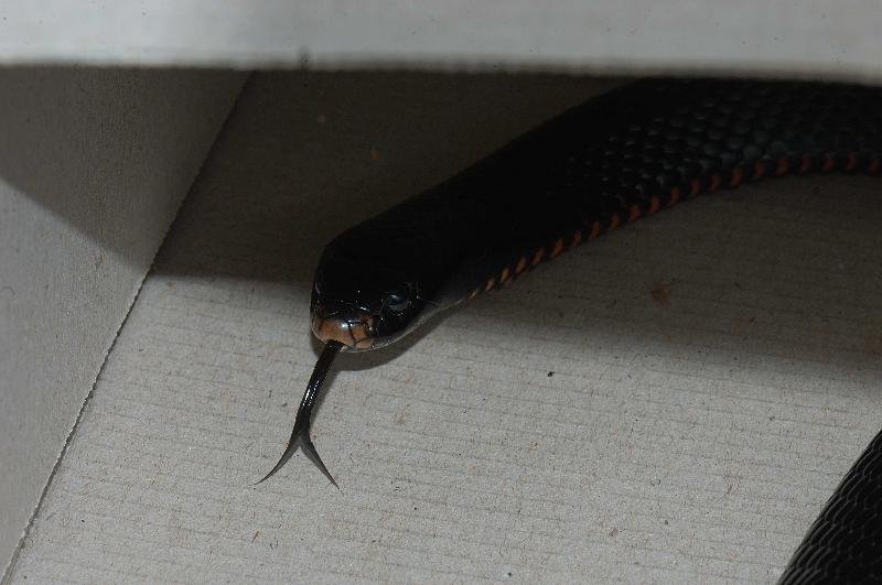 Red-Bellied_Black_Snake__Pseudechis_porphyriacus__007.jpg