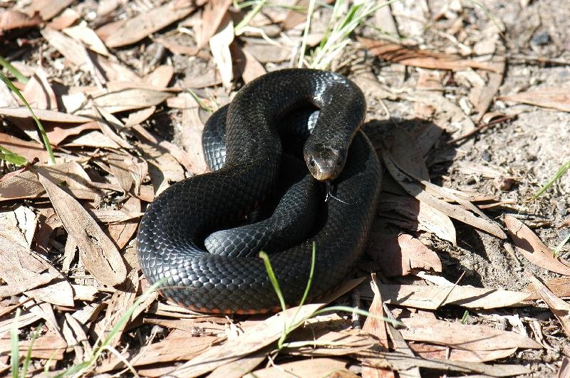 Red-Bellied_Black_Snake__Pseudechis_porphyriacus__014.jpg
