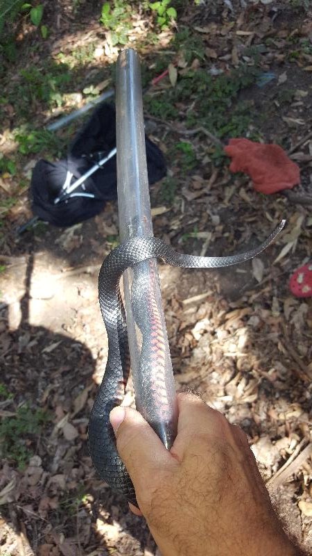 Red-Bellied_Black_Snake__Pseudechis_porphyriacus__045.jpg