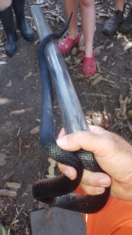 Red-Bellied_Black_Snake__Pseudechis_porphyriacus__047.jpg