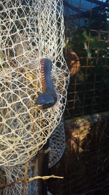 Red-Bellied_Black_Snake__Pseudechis_porphyriacus__068.jpg