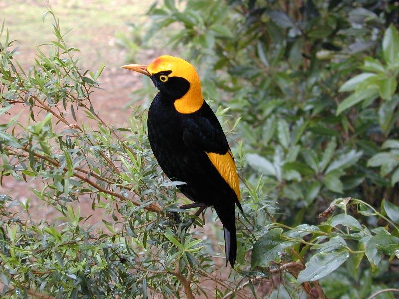 Regent_Bowerbird__Sericulus_chrysocephalus__021.jpg