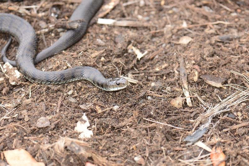 Rough-Scaled_Snake__Tropidechis_carinatus__026.jpg