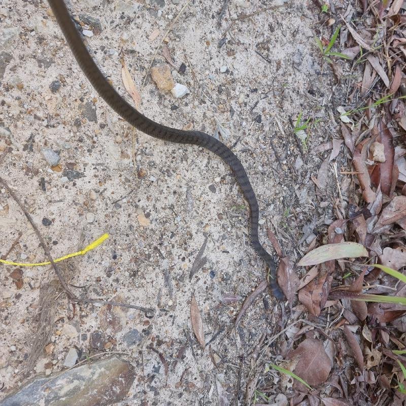 Rough-Scaled_Snake__Tropidechis_carinatus__048.jpg