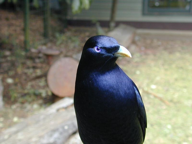 Satin_Bowerbird__Ptilonorhynchus_violaceus__019.jpg