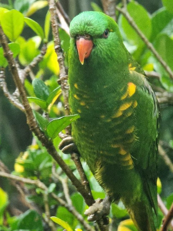 Scaly-breasted_Lorikeet__Trichoglossus_chlorolepidotus__004.jpg