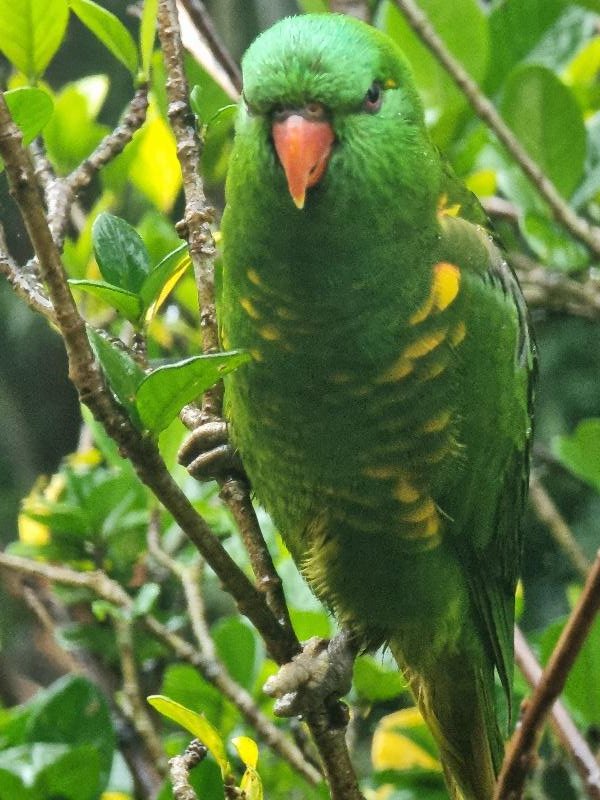 Scaly-breasted_Lorikeet__Trichoglossus_chlorolepidotus__005.jpg