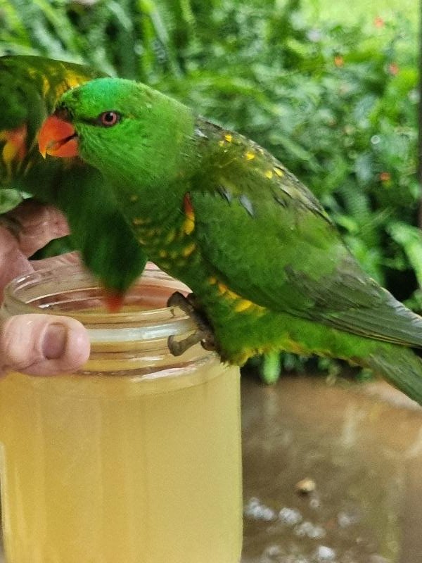 Scaly-breasted_Lorikeet__Trichoglossus_chlorolepidotus__006.jpg