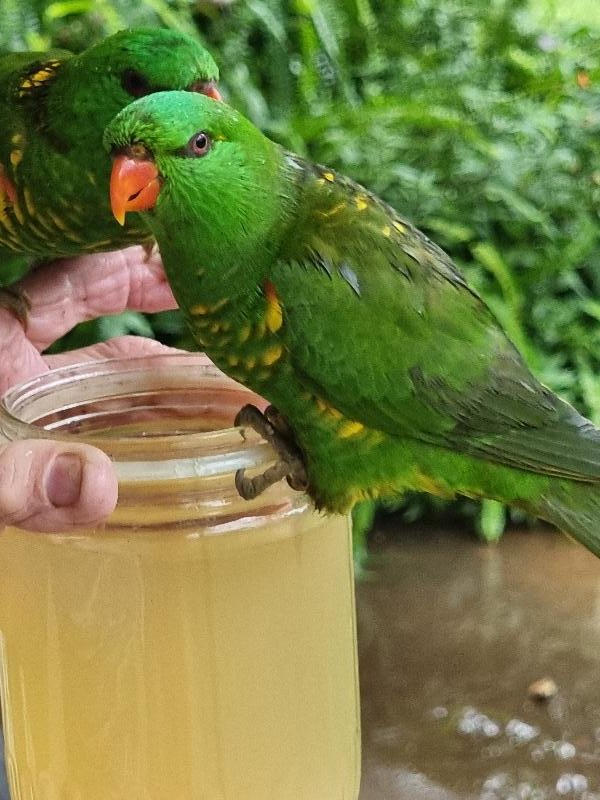 Scaly-breasted_Lorikeet__Trichoglossus_chlorolepidotus__007.jpg