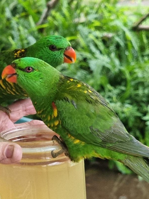 Scaly-breasted_Lorikeet__Trichoglossus_chlorolepidotus__008.jpg