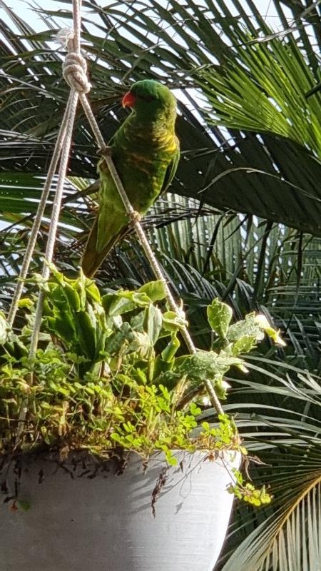 Scaly-breasted_Lorikeet__Trichoglossus_chlorolepidotus__009.jpg