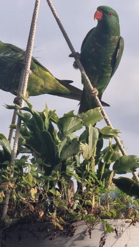 Scaly-breasted_Lorikeet__Trichoglossus_chlorolepidotus__011.jpg