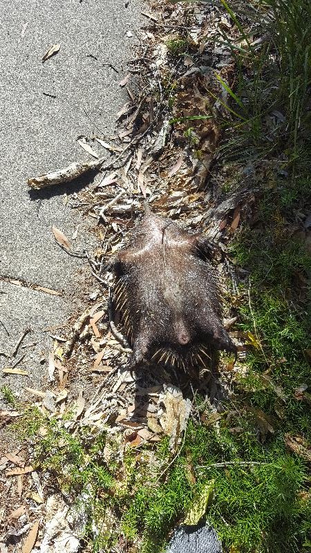 Short-Beaked_Echidna__Tachyglossus_aculeatus__011.jpg
