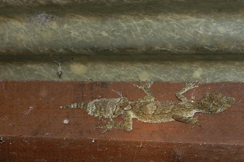 Southern_Leaf-Tailed_Gecko__Saltuarius_swaini__002.jpg
