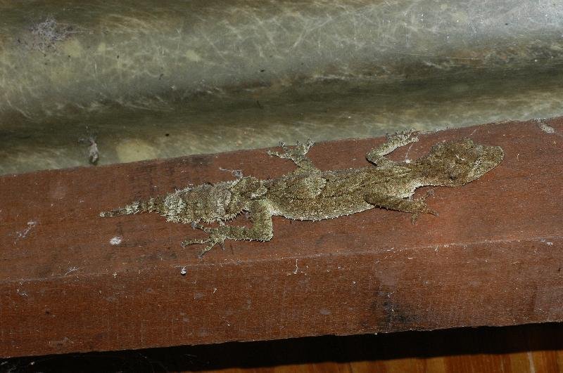 Southern_Leaf-Tailed_Gecko__Saltuarius_swaini__003.jpg