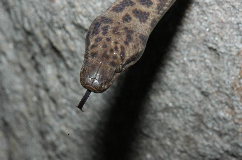 Spotted_Python__Antaresia_maculosa__011.jpg
