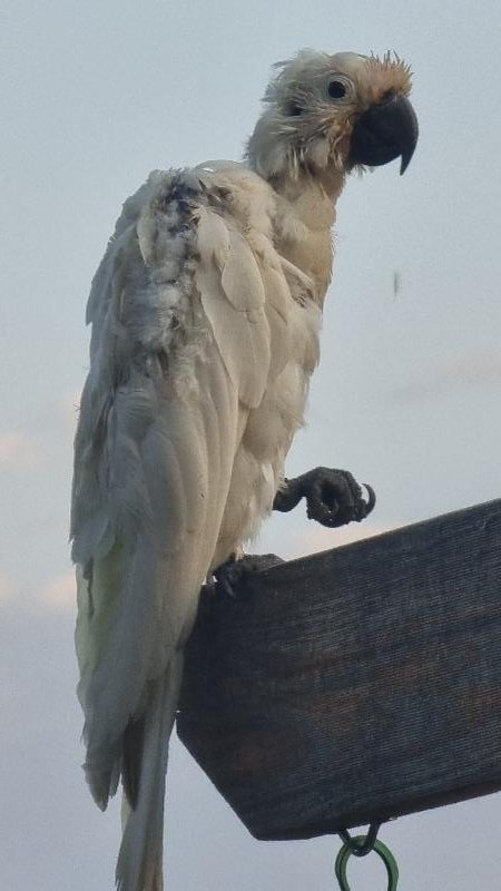 Sulphur-crested_Cockatoo__Cacatua_galerita__025.jpg