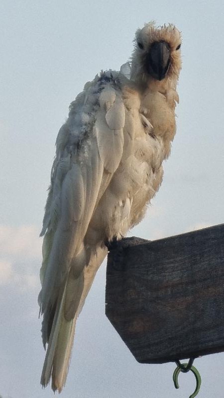 Sulphur-crested_Cockatoo__Cacatua_galerita__027.jpg
