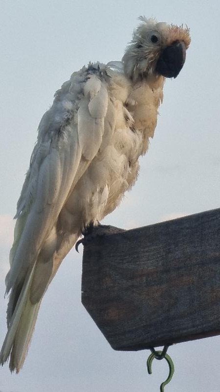 Sulphur-crested_Cockatoo__Cacatua_galerita__028.jpg