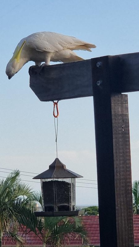 Sulphur-crested_Cockatoo__Cacatua_galerita__029.jpg
