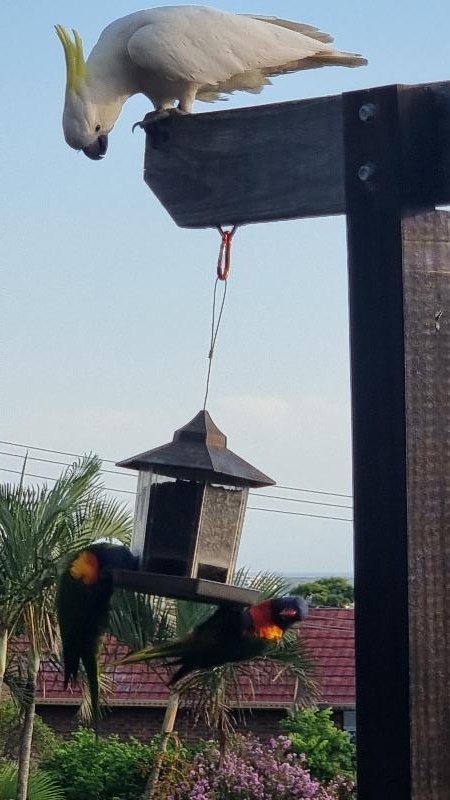 Sulphur-crested_Cockatoo__Cacatua_galerita__030.jpg