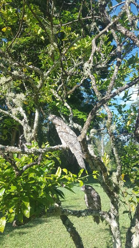Tawny_Frogmouth__Podargus_strigoides__014.jpg