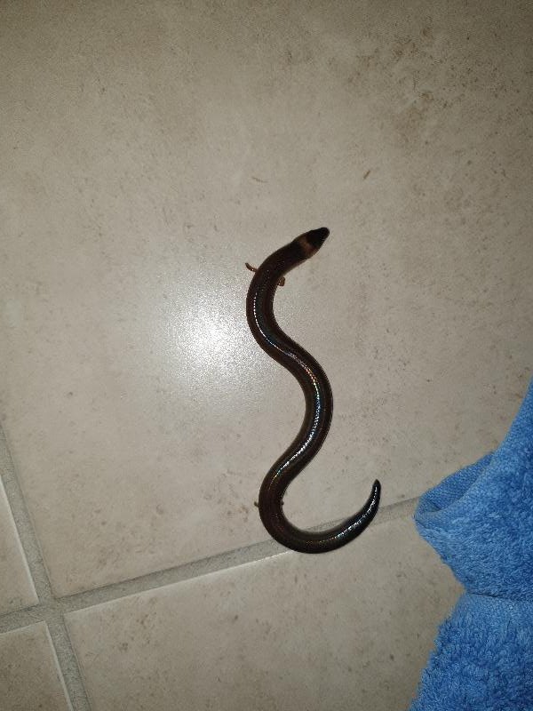 Three-Clawed_Worm-Skink__Anomalopus_verreauxii__005.jpg